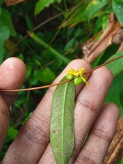 Hemidesmus