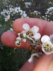 Leptospermum repo