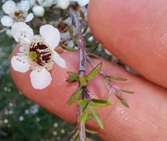 Leptospermum repo
