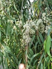 Eucalyptus radiata