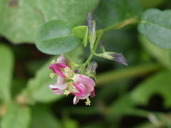Alysicarpus vaginalis