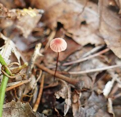 Marasmius pulcherripes