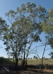 Eucalyptus cambageana