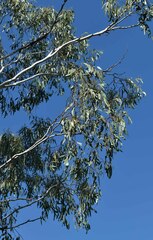 Eucalyptus cambageana