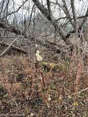 Anemone virginiana