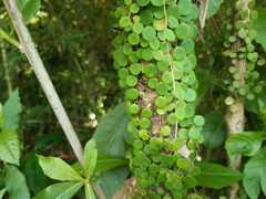Peperomia rotundifolia