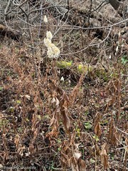 Anemone virginiana