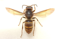 Vespa simillima