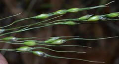 Piptochaetium fimbriatum