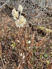 Anemone virginiana