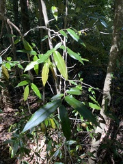 Meiogyne stenopetala