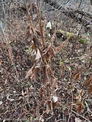 Anemone virginiana