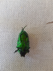 Ischiopsopha wallacei