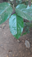 Ficus hispida