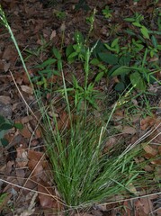 Piptochaetium fimbriatum