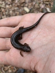 Desmognathus conanti