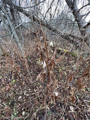 Anemone virginiana