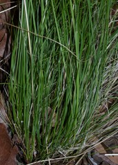 Piptochaetium fimbriatum