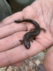 Desmognathus conanti