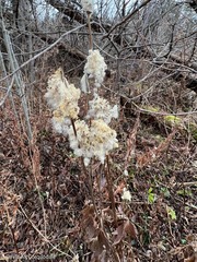 Anemone virginiana