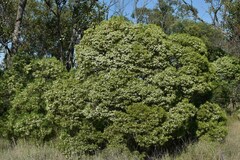 Eremophila mitchellii