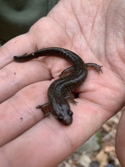 Desmognathus conanti
