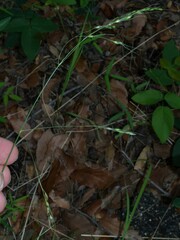 Piptochaetium fimbriatum