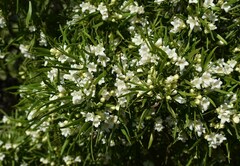 Eremophila mitchellii
