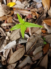 Croton glandulosus