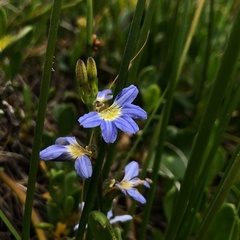 Scaevola calendulacea