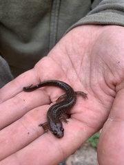 Desmognathus conanti