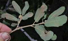 Quercus arizonica