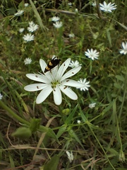 Stellaria angustifolia