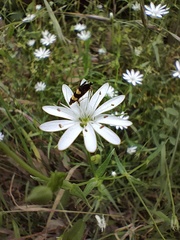 Stellaria angustifolia