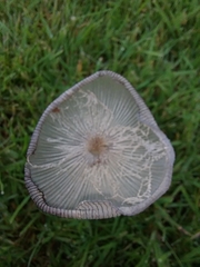 Lanatulae