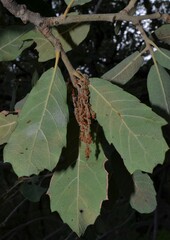 Quercus arizonica