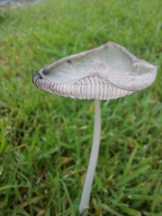 Lanatulae