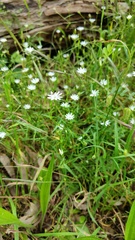 Stellaria angustifolia