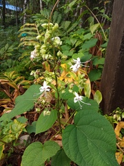 Clerodendrum