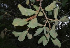 Quercus arizonica