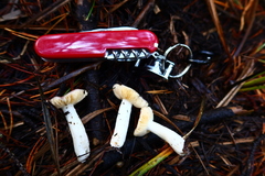 Russula murrillii