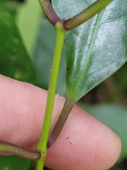 Codonacanthus pauciflorus