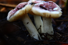 Russula murrillii
