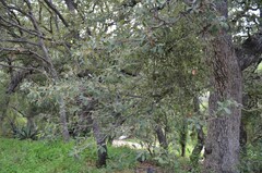 Quercus arizonica