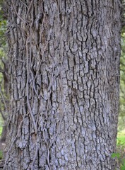 Quercus arizonica