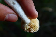 Russula murrillii