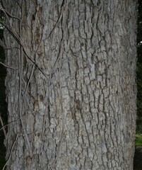 Quercus arizonica