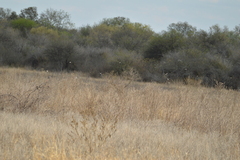 Psarocolius decumanus