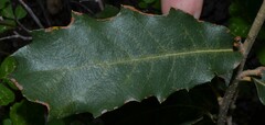 Quercus arizonica