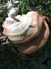 Ganoderma brownii